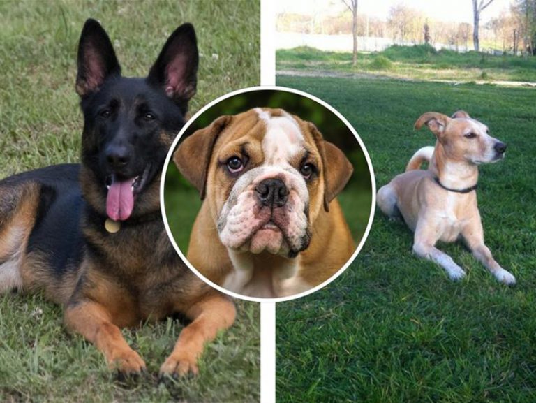 Chi avvelena questi inermi animaletti?