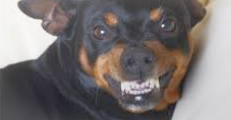 Birba, il cane Pincher