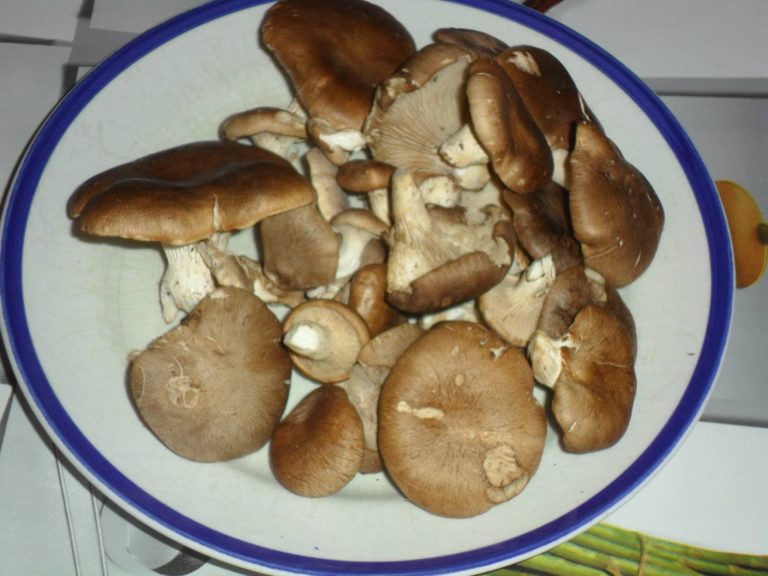Funghi 'cardarelli'