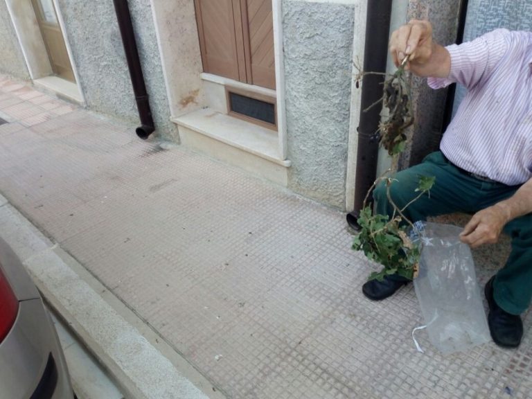 images_LucitoIancugliaProcessionariaContinua1