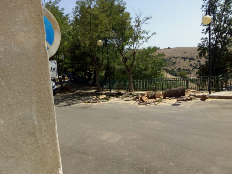 La potatura degli alberi a Rignano.