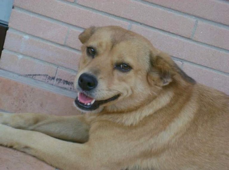 Addio a Pupetta, era solo un cane, ora non c'è più.