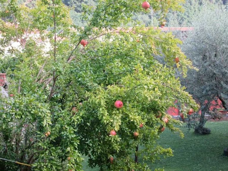 Festa degli Alberi anche a Rignano Garganico.