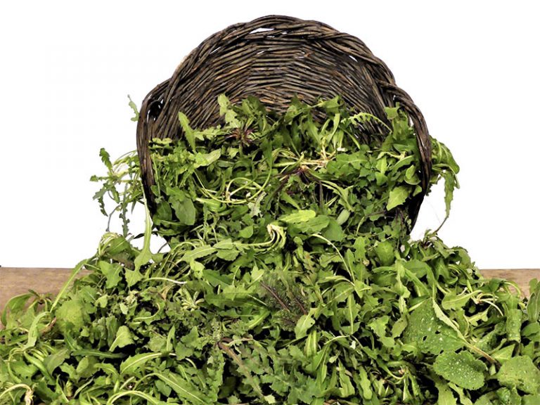 Le verdure spontanee e commestibili dei nostri campi sono molto ricercate, ma voi sapete distinguerle? Ecco una due giorni che fa per voi.