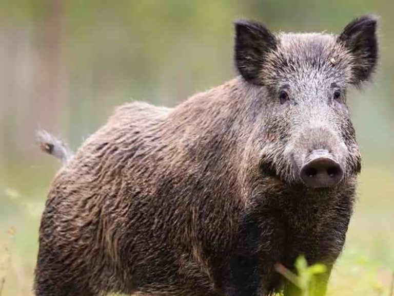 Cinghiale