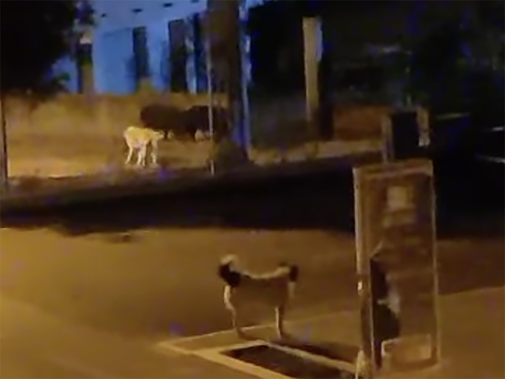 Cinghiale Cani