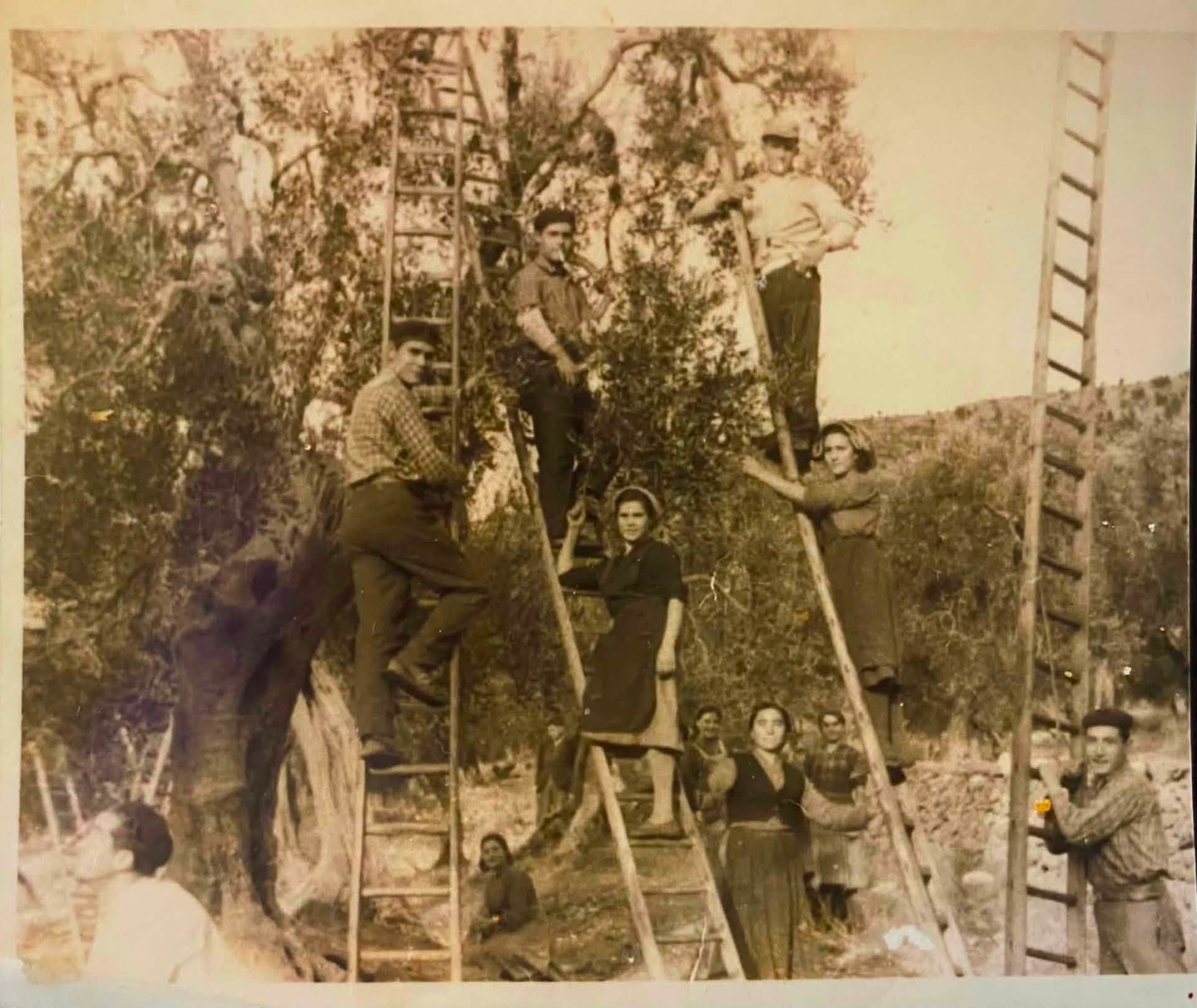 FotoRaccoltaOliveRignanoGarganico